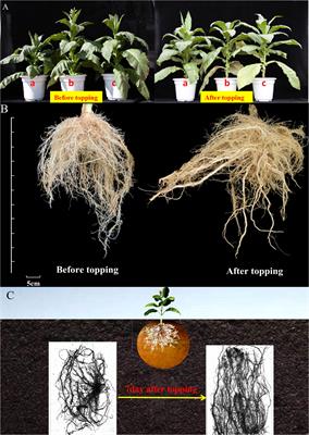 Effects of topping and non-topping on growth-regulating hormones of flue-cured tobacco (Nicotiana tabacum L.)—a proteomic analysis